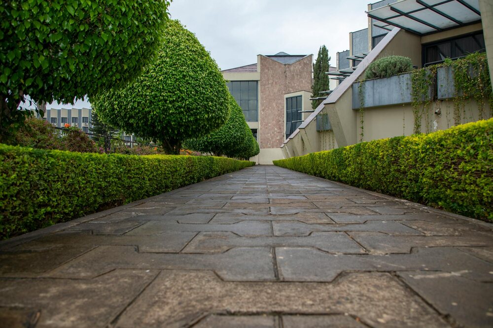 Trimmed hedges and walkway