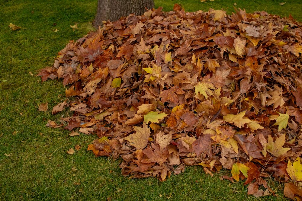 Fall leaf cleanup