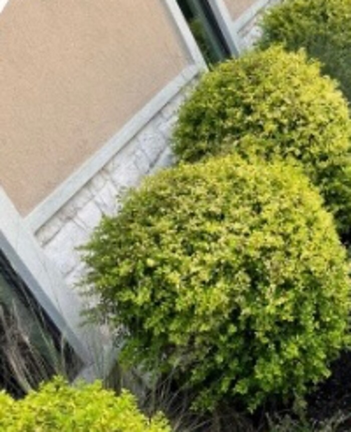 Seasonal Maintenance service in Nacogdoches, TX